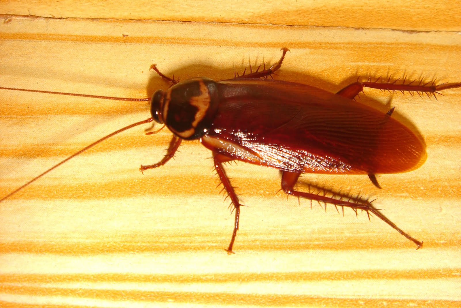 Roaches Wallpapers Wallpaper Cave