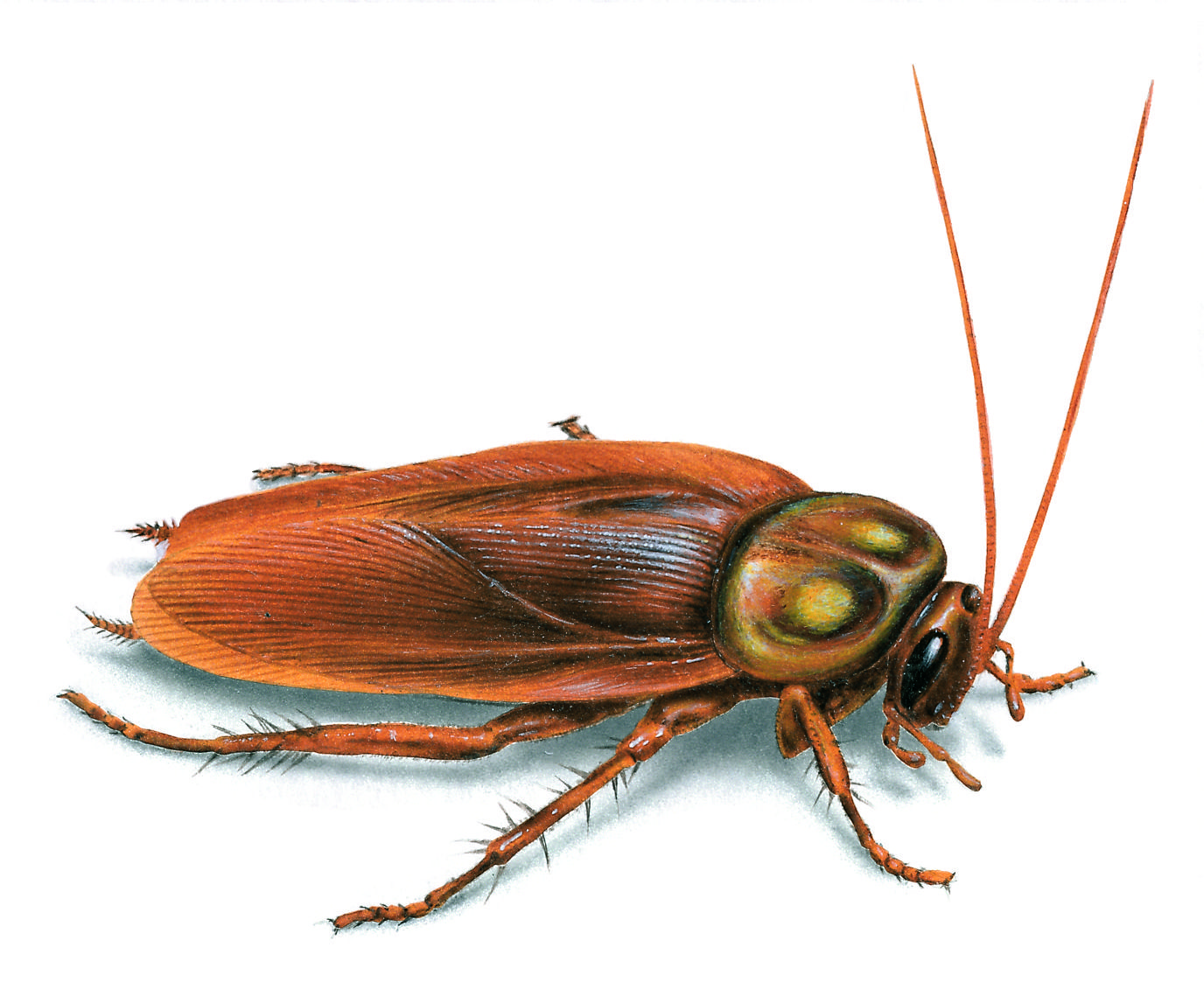 Roaches Wallpapers - Wallpaper Cave