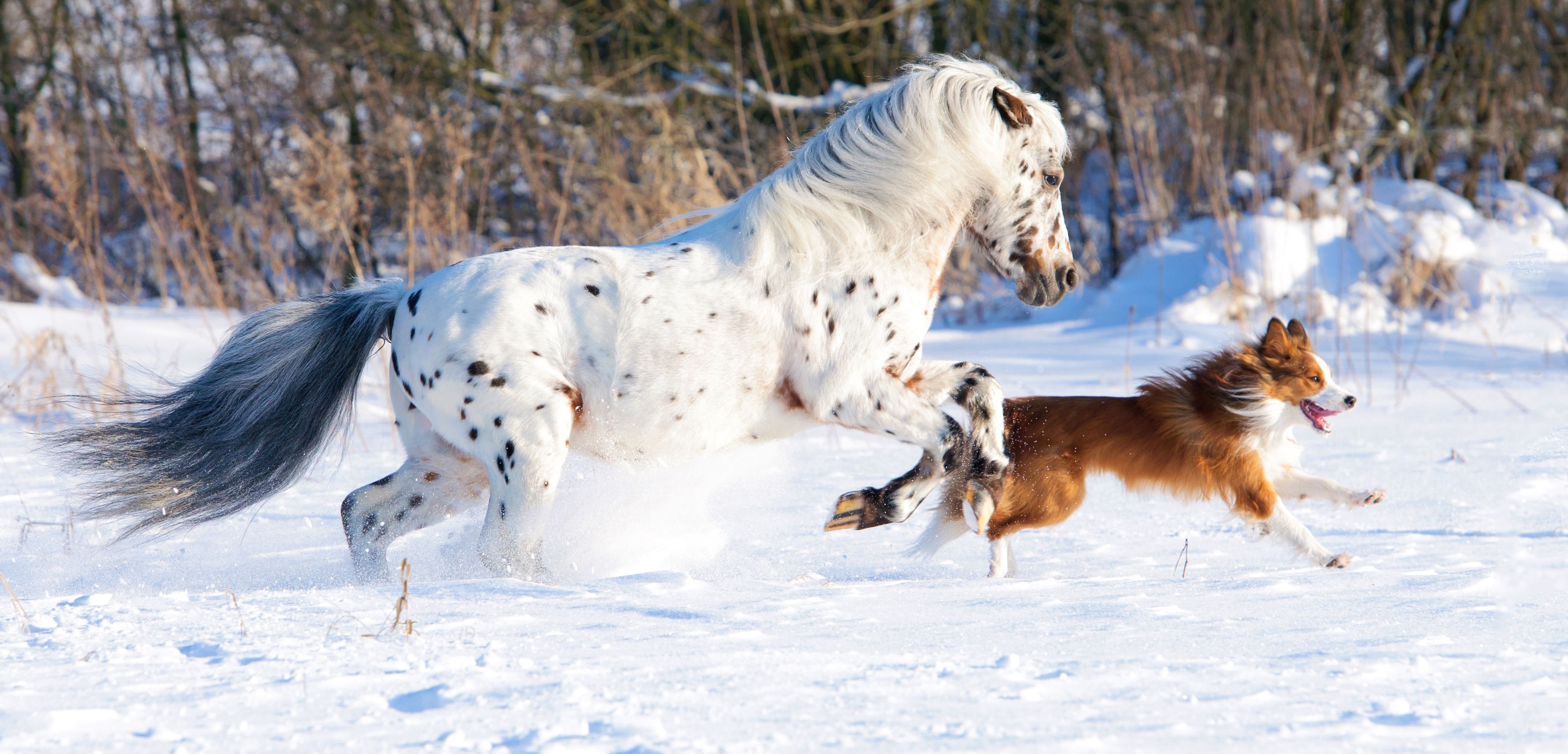 Horses And Dogs Wallpapers Wallpaper Cave