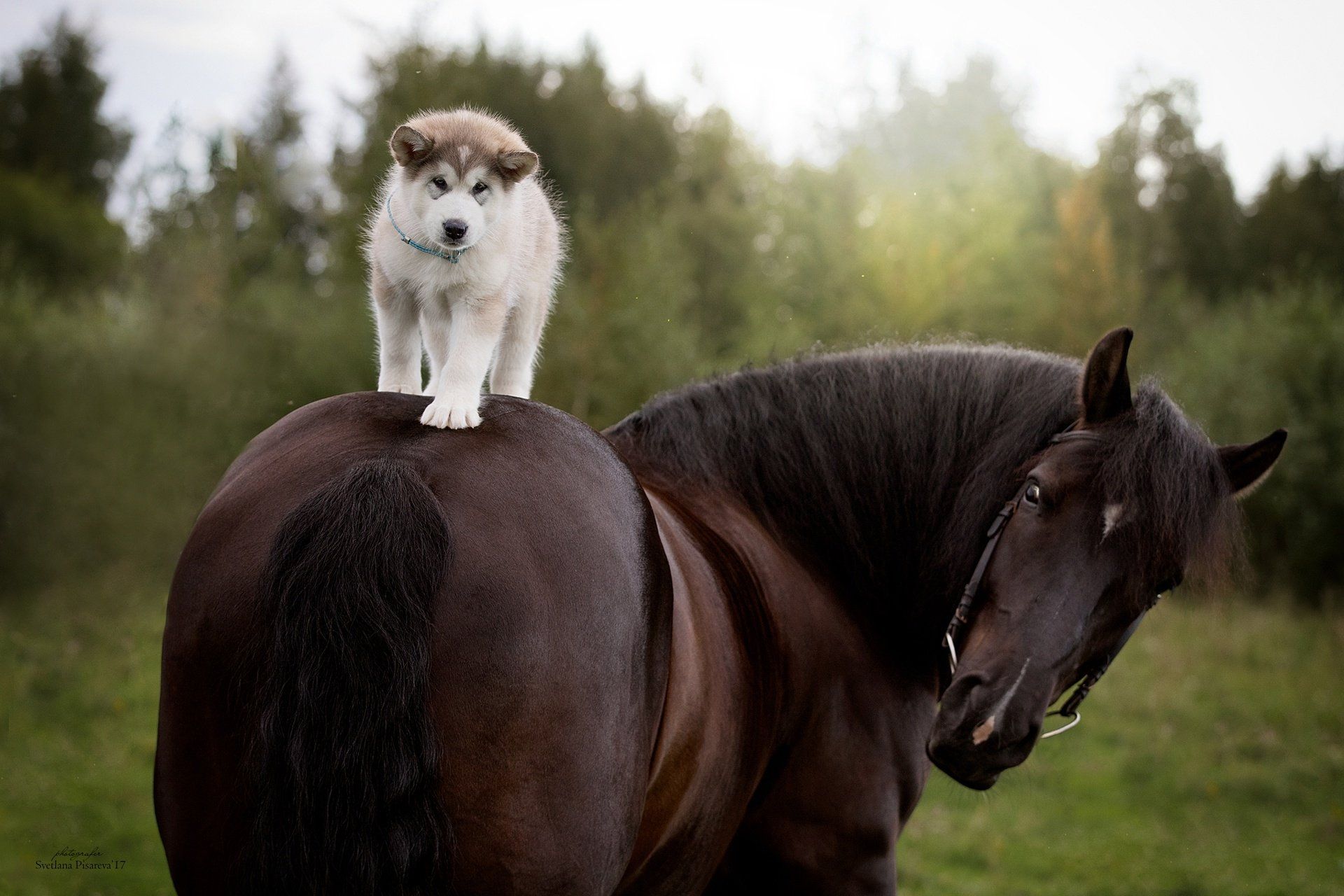 Horses And Dogs Wallpapers Wallpaper Cave