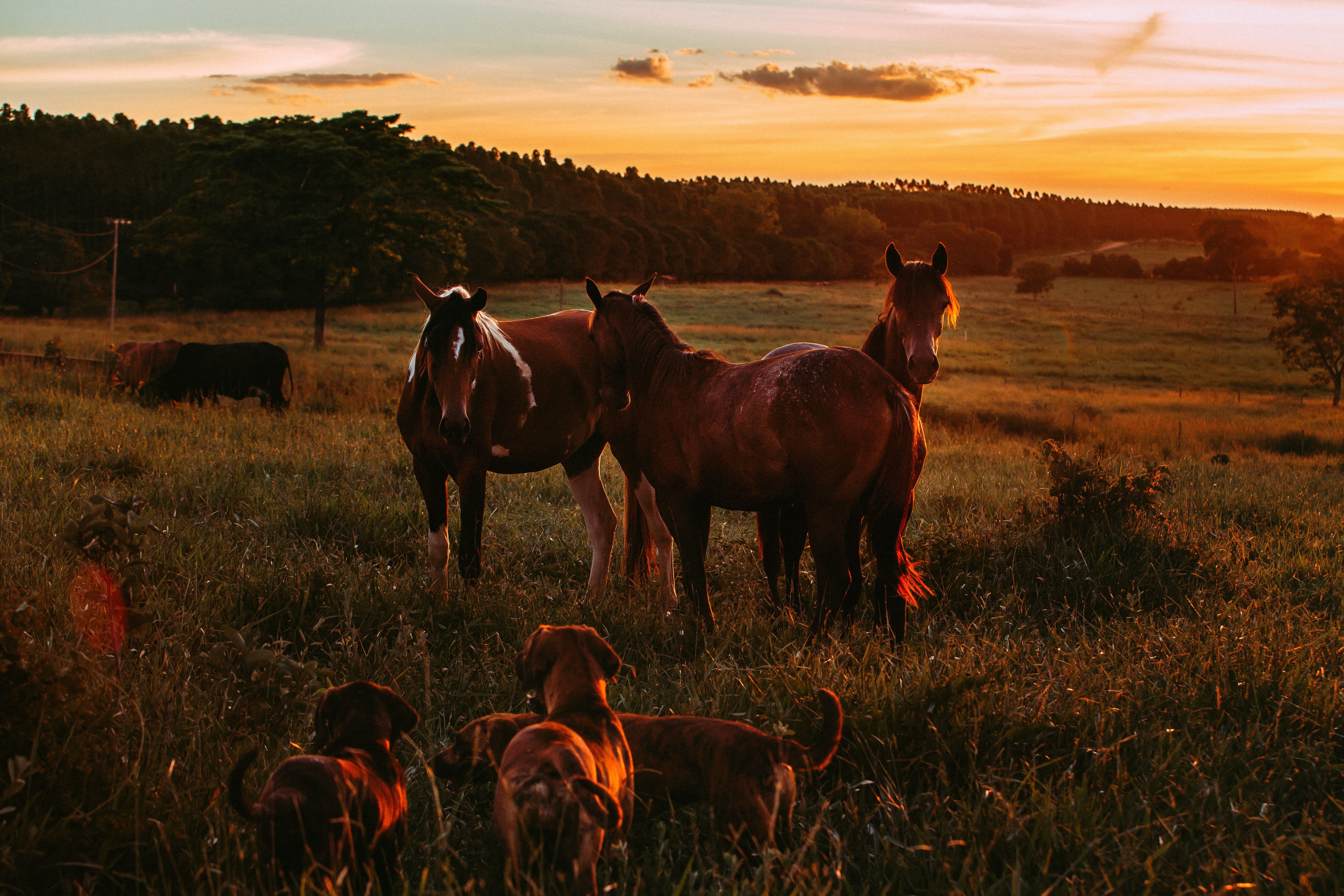 Horses And Dogs Wallpapers Wallpaper Cave