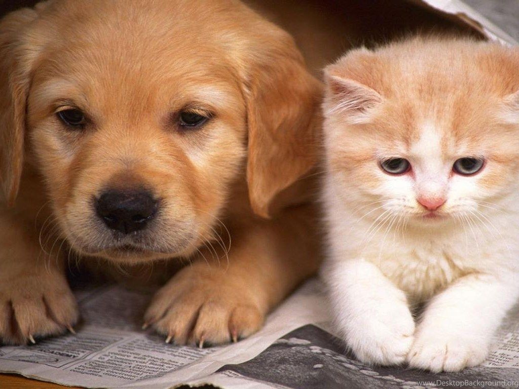 Dog Cat Wallpapers Wallpaper Cave