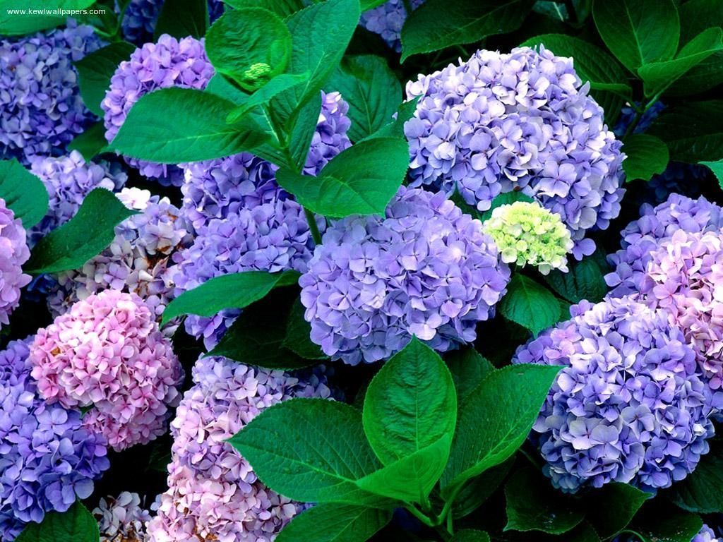 Hydrangeas Wallpapers Wallpaper Cave