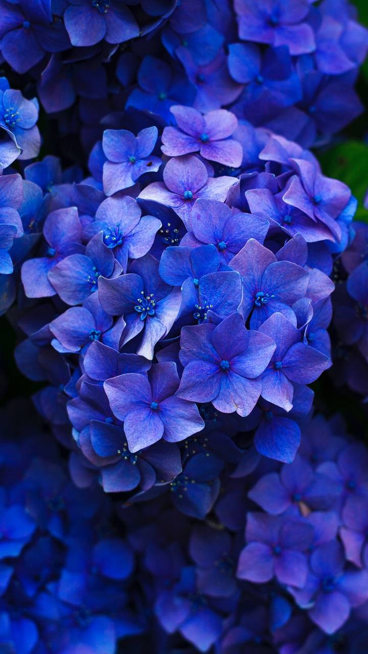 Hydrangeas Wallpapers Wallpaper Cave