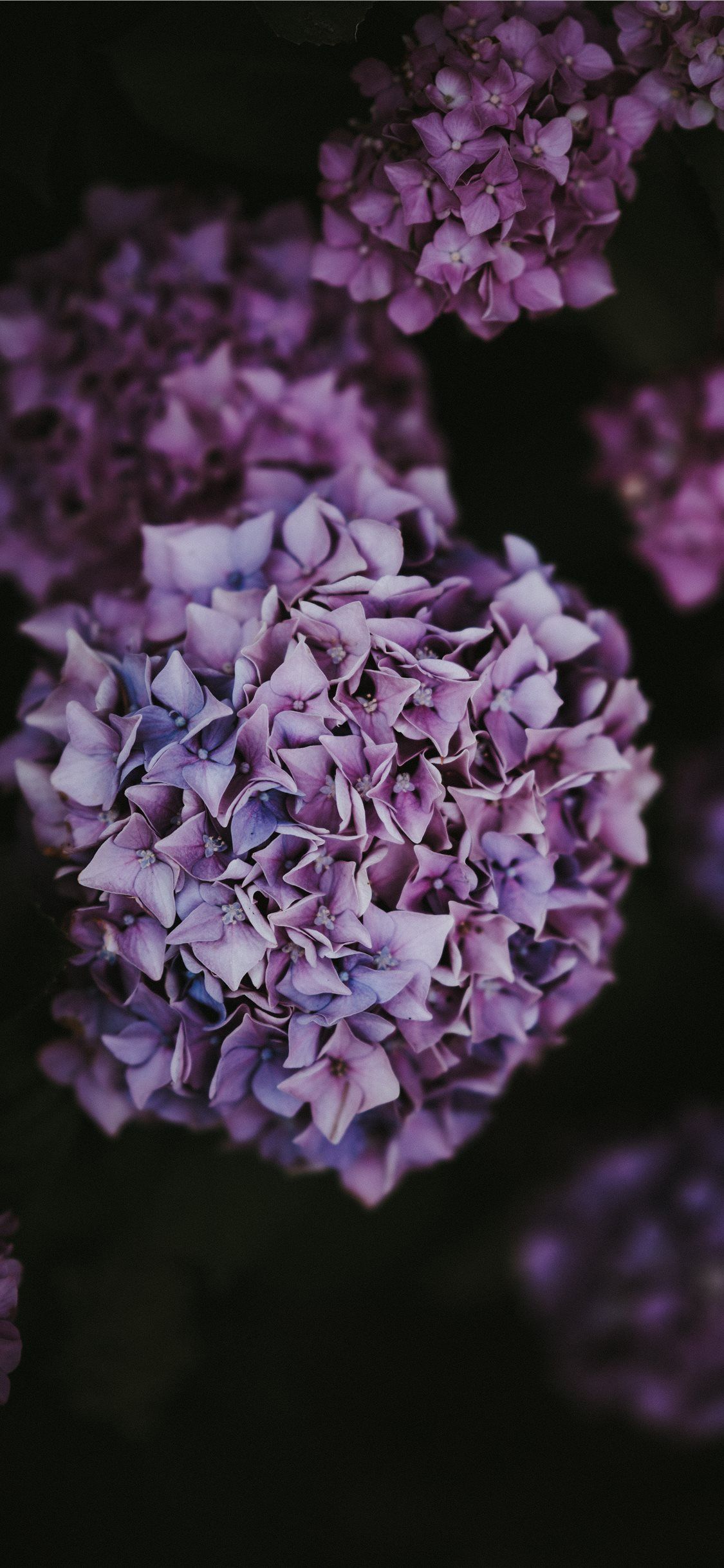 Hydrangeas Wallpapers Wallpaper Cave