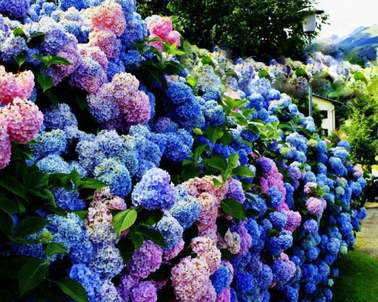 Hydrangeas Wallpapers Wallpaper Cave