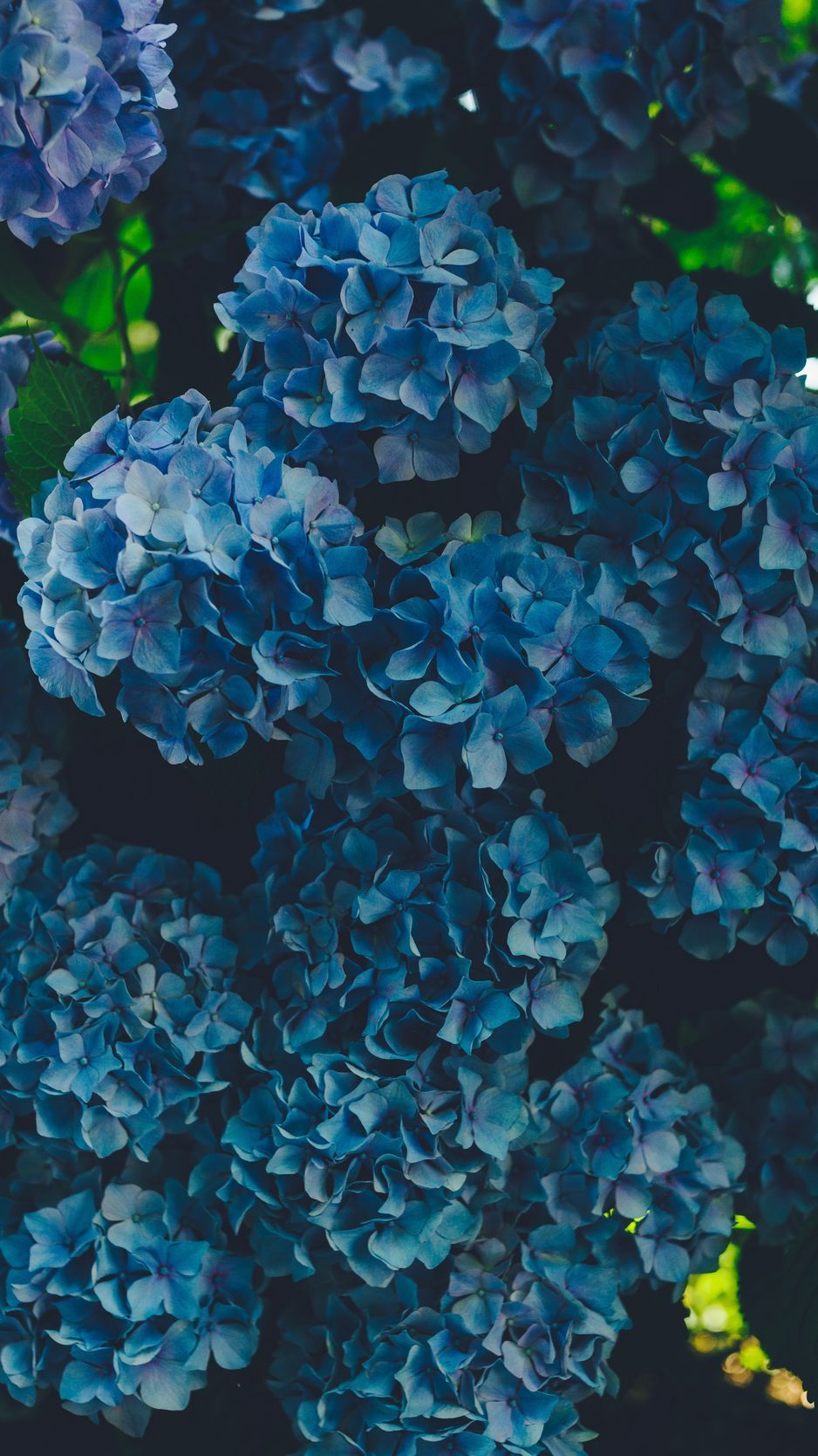 Hydrangeas Wallpapers Wallpaper Cave