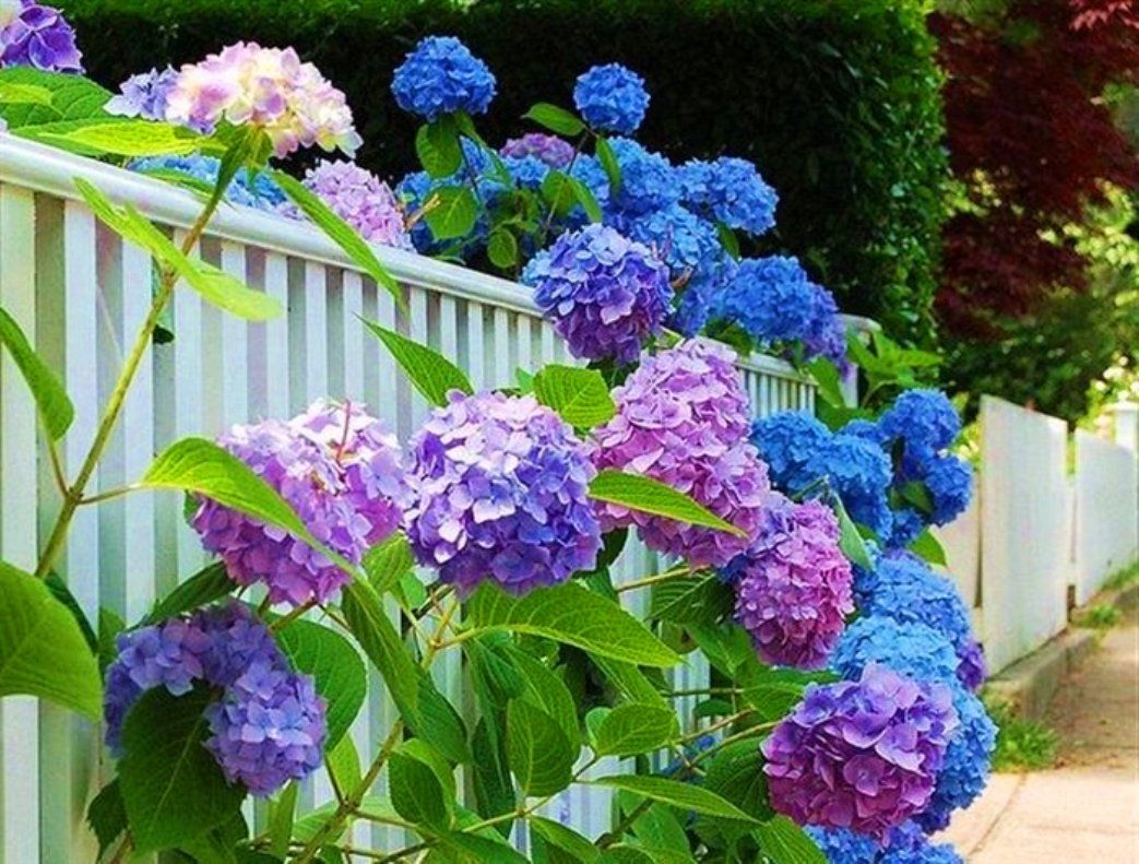 Hydrangeas Wallpapers Wallpaper Cave
