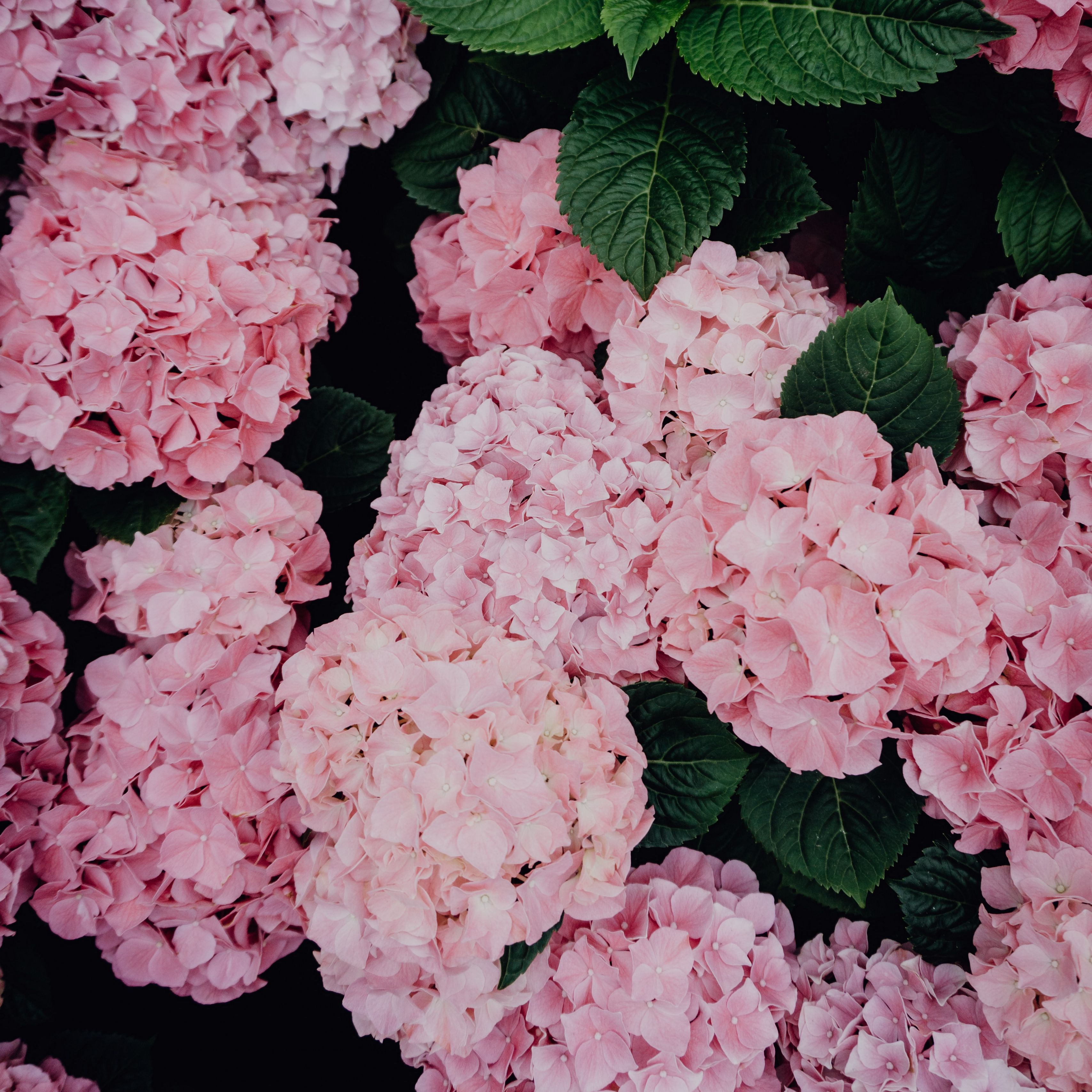Hydrangeas Wallpapers Wallpaper Cave