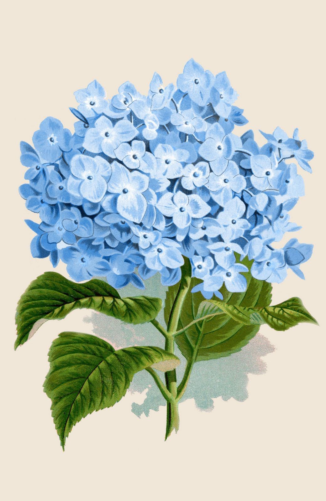 Hydrangeas Wallpapers Wallpaper Cave