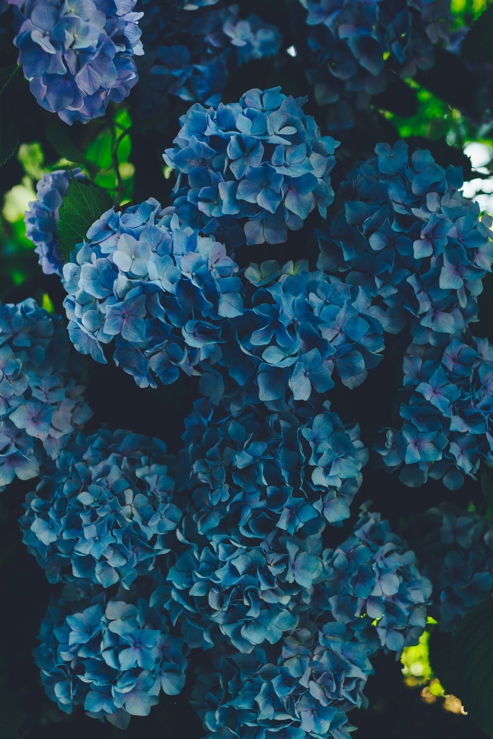 Hydrangeas Wallpapers Wallpaper Cave