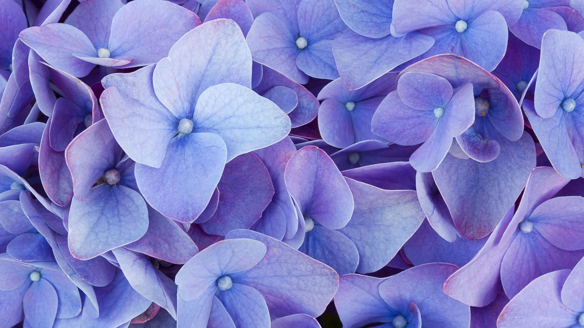 Hydrangeas Wallpapers Wallpaper Cave
