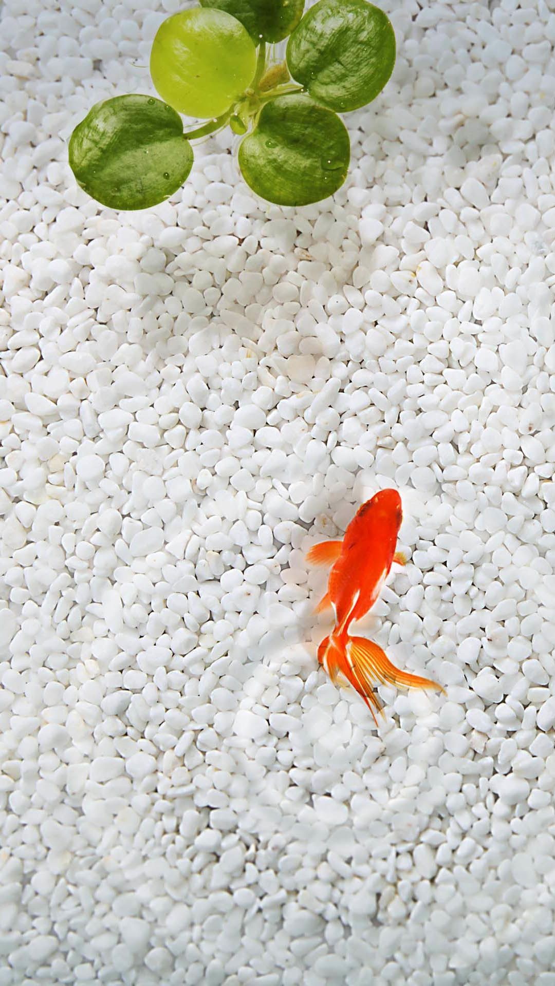 Koi Fish HD Mobile Wallpapers Wallpaper Cave