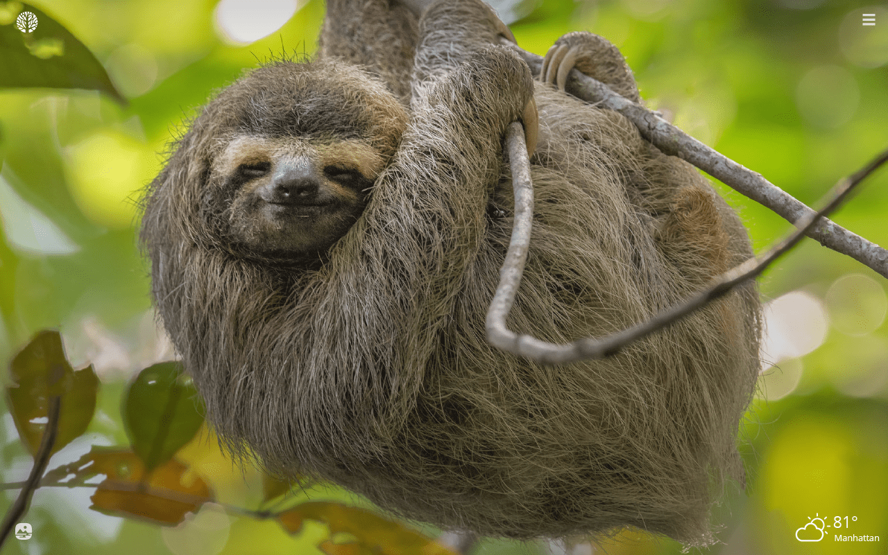 Baby Sloths Wallpapers Wallpaper Cave