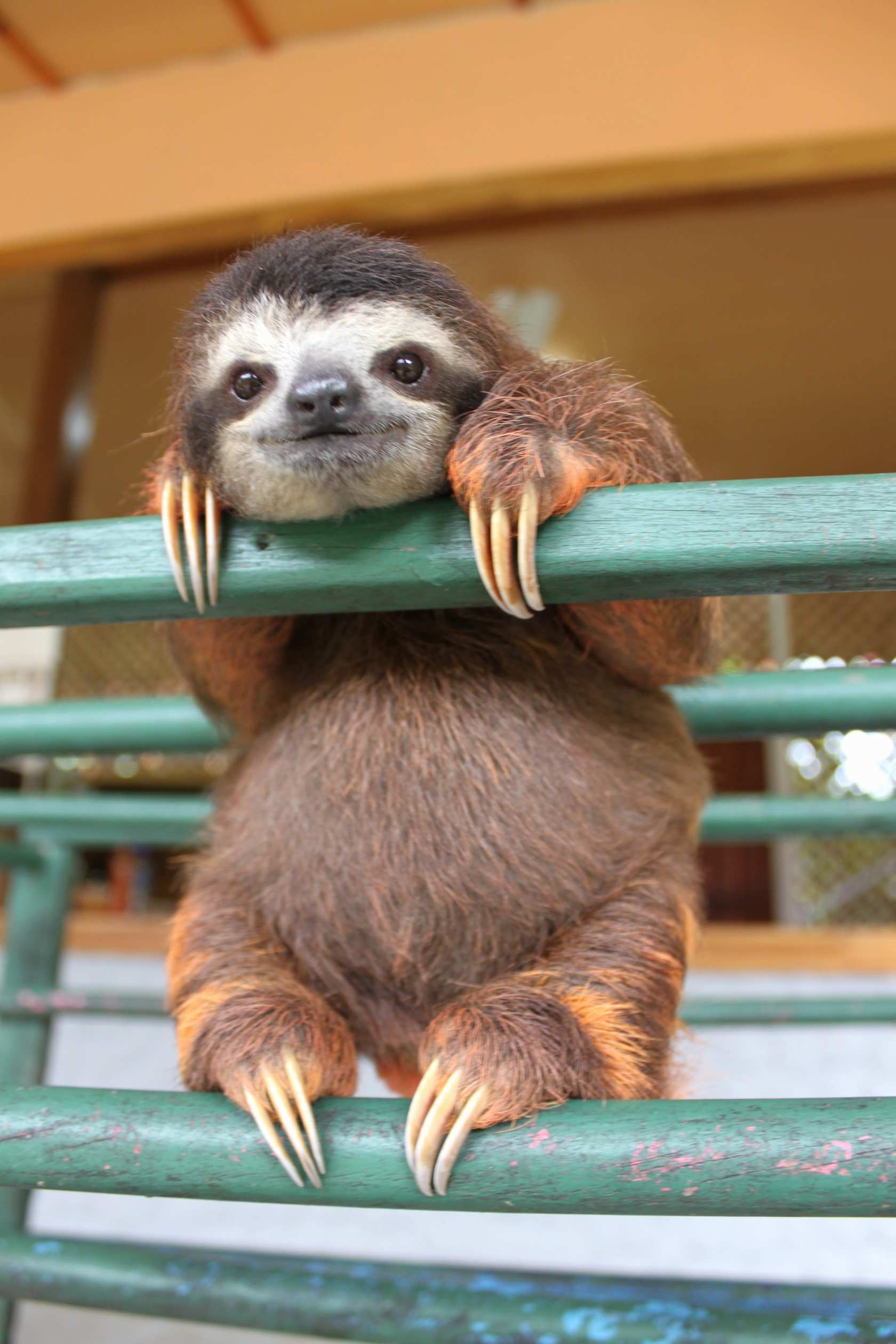 Baby Sloths Wallpapers Wallpaper Cave