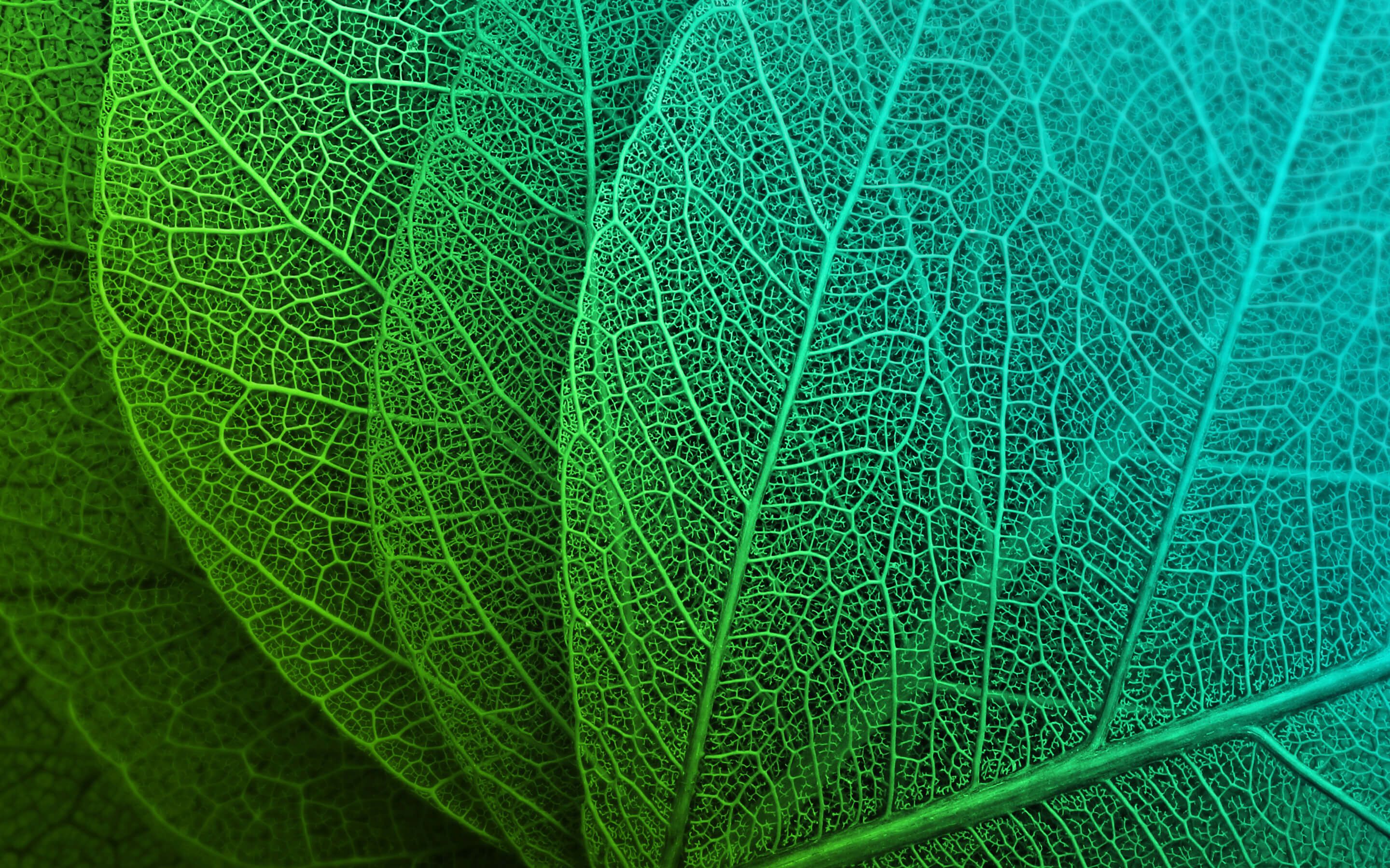 Leaf Macro HD Wallpapers Wallpaper Cave