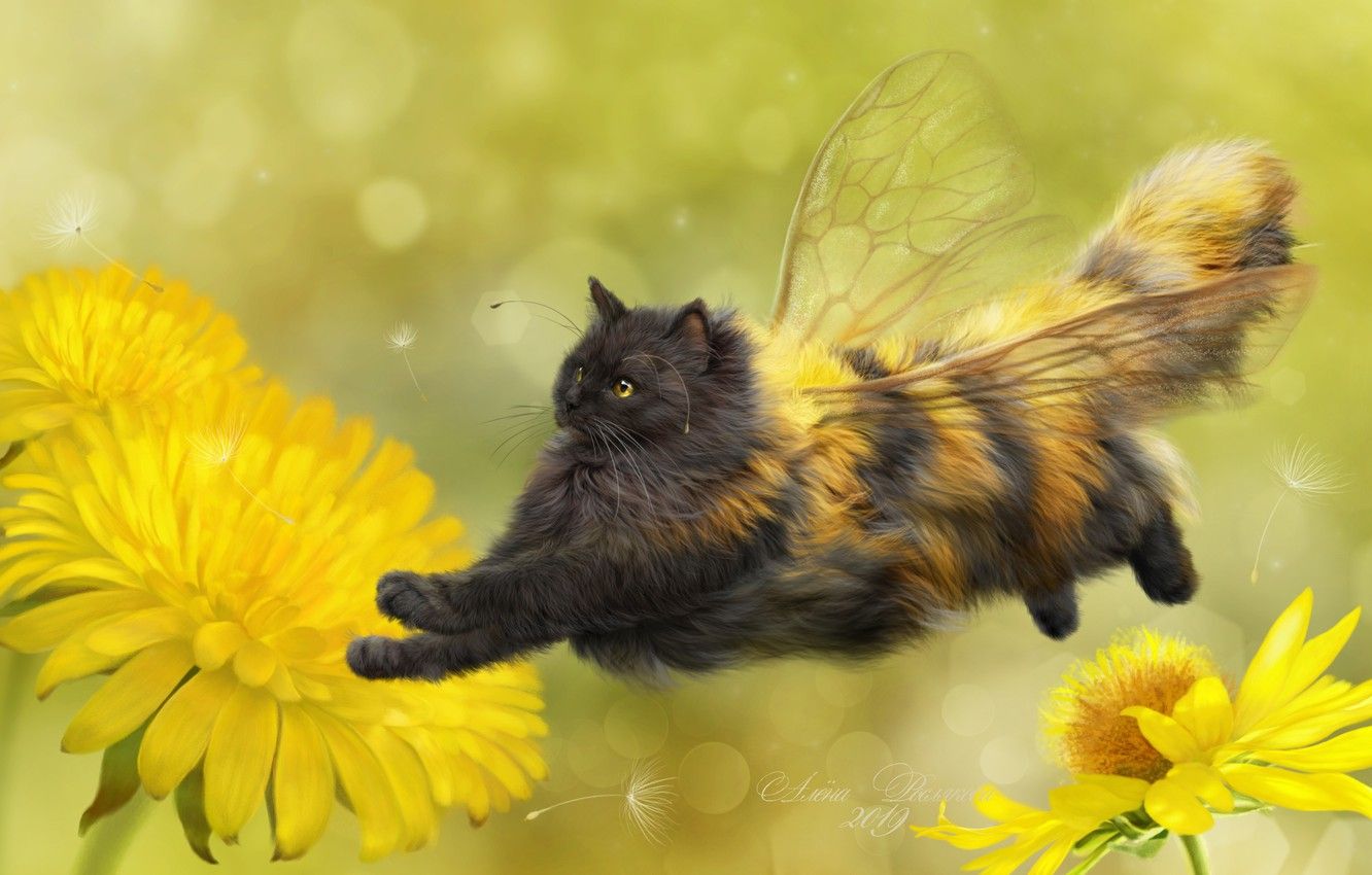 Cats With Wings Wallpapers Wallpaper Cave