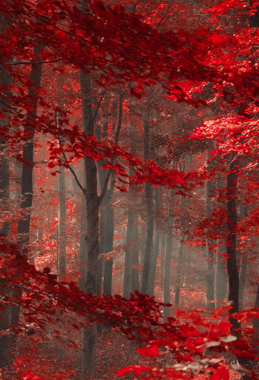 Red Forest Wallpapers Wallpaper Cave