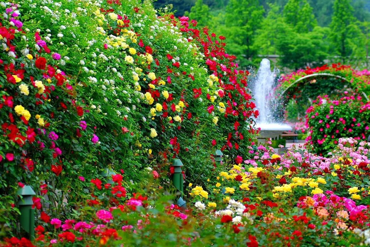 Flowers In Park Wallpapers Wallpaper Cave