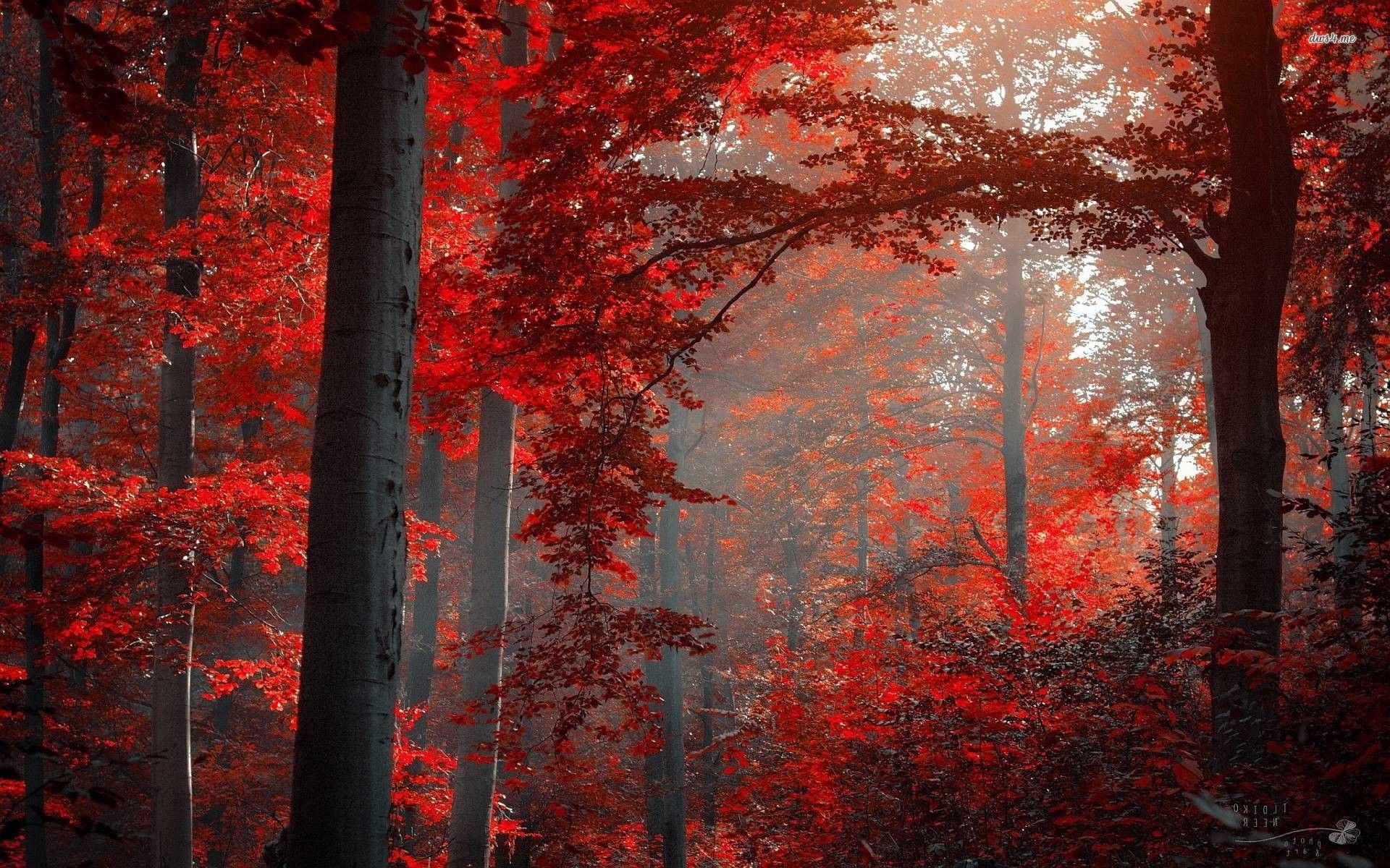 Red Forest Wallpapers Wallpaper Cave