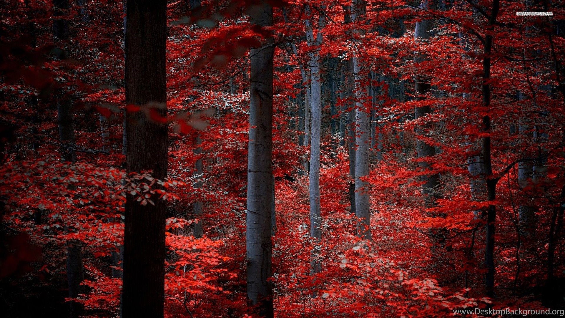 Red Forest Wallpapers Wallpaper Cave