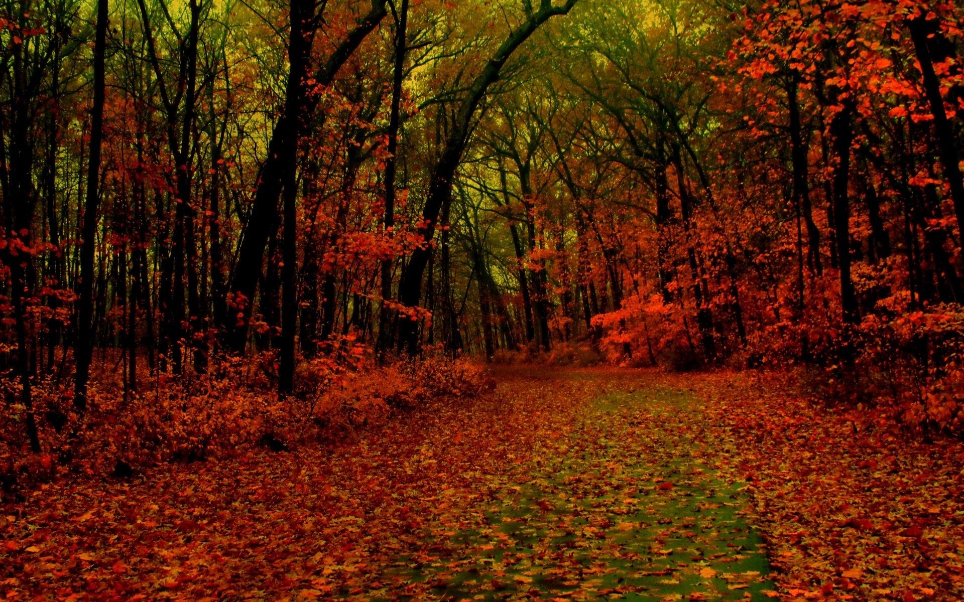 Red Forest Wallpapers Wallpaper Cave