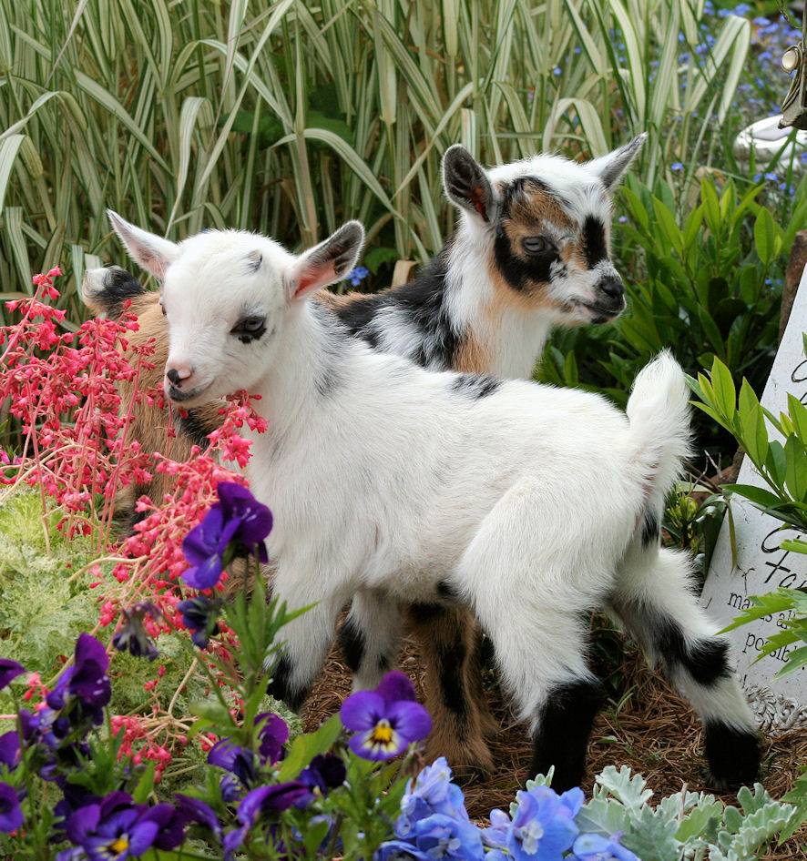Baby Goats Wallpapers Wallpaper Cave