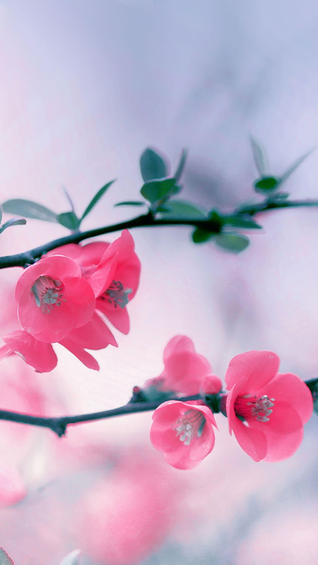 Aesthetic Spring 3D Flower iPhone Wallpapers Wallpaper Cave