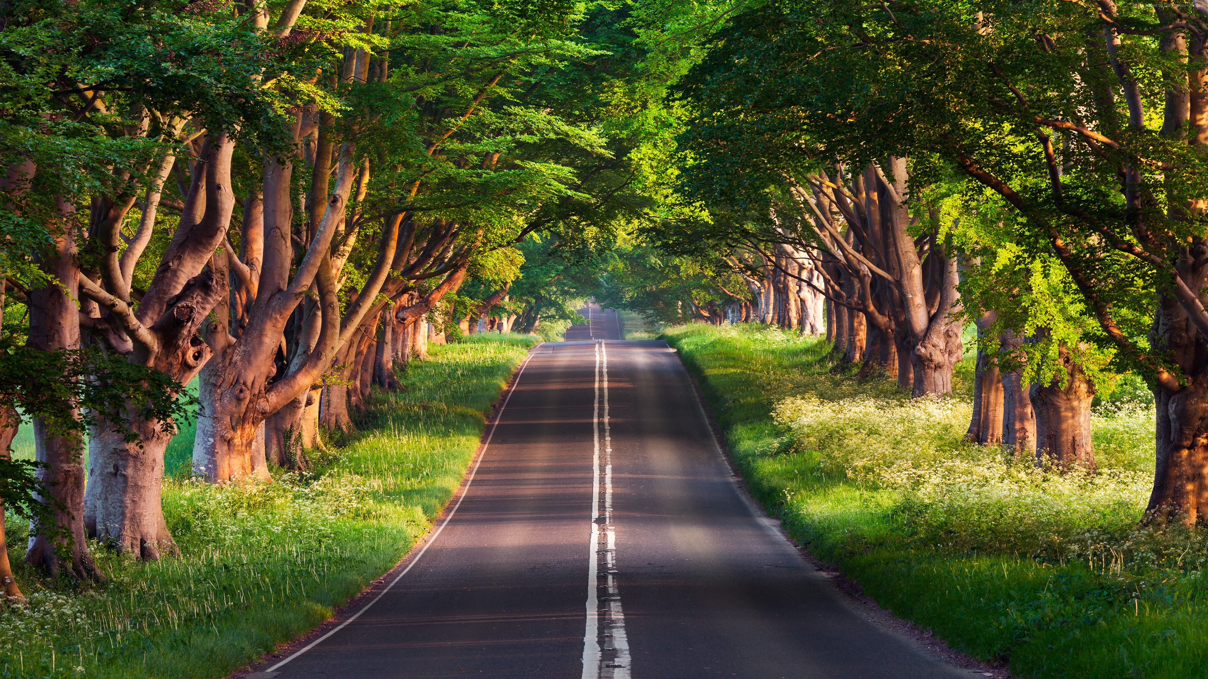 Road Trees HD Wallpapers Wallpaper Cave