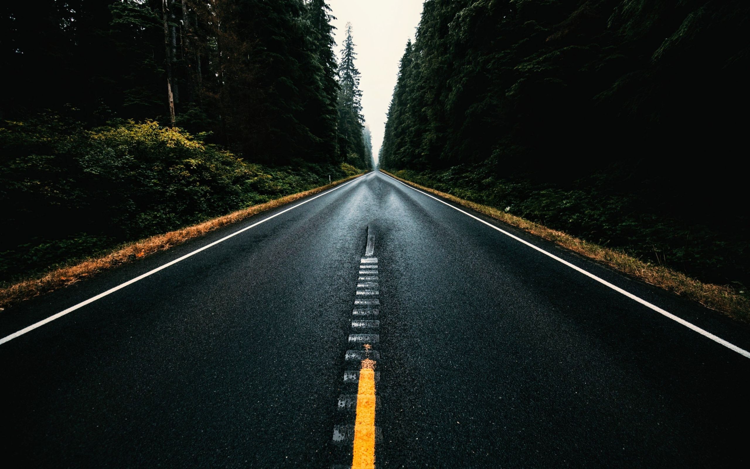 Road Trees HD Wallpapers Wallpaper Cave