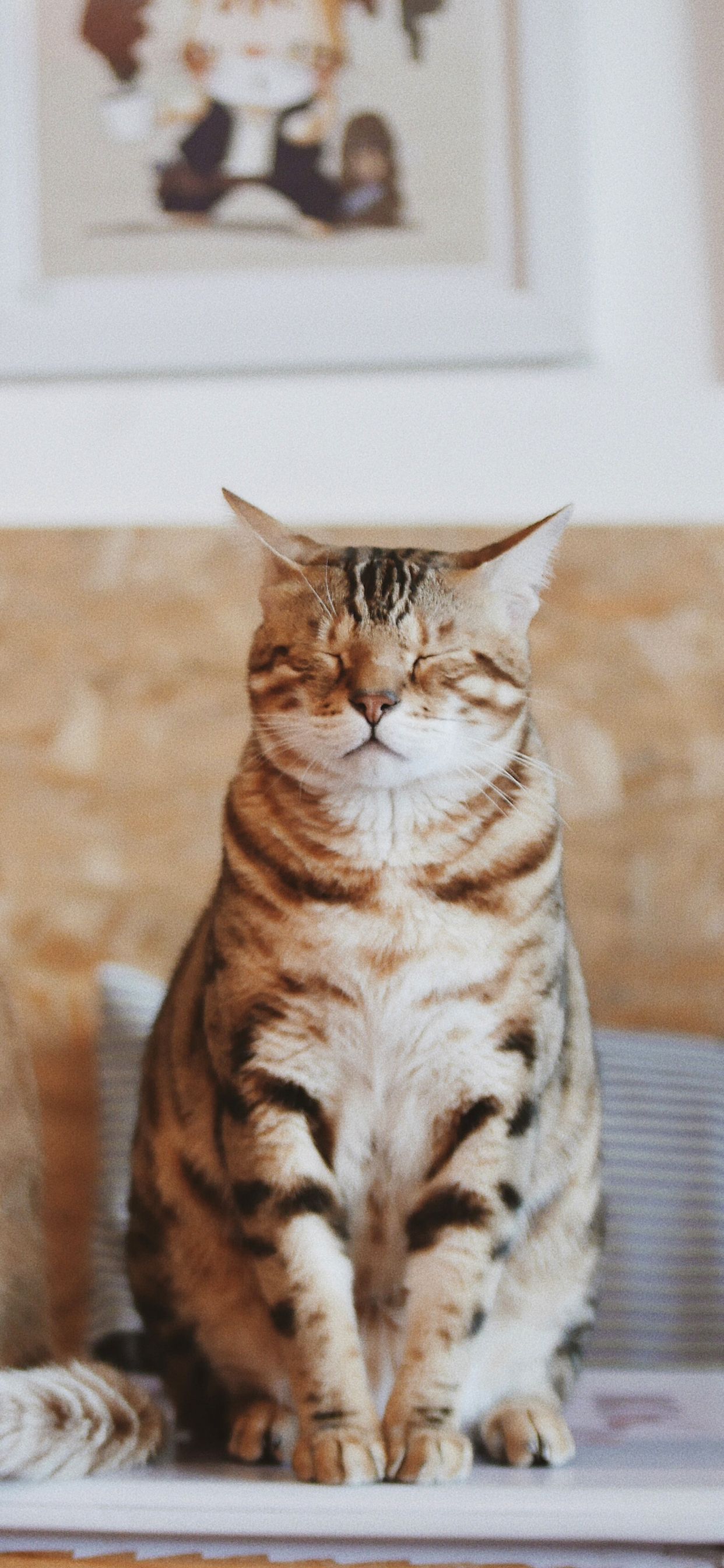 Cute Cat HD iPhone Wallpapers Wallpaper Cave