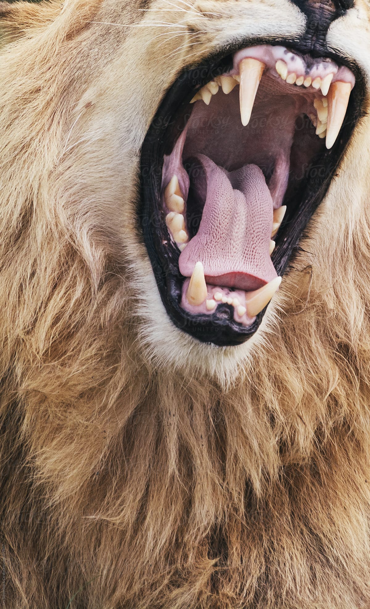 Lion Close Up Face Angry Wallpapers Wallpaper Cave