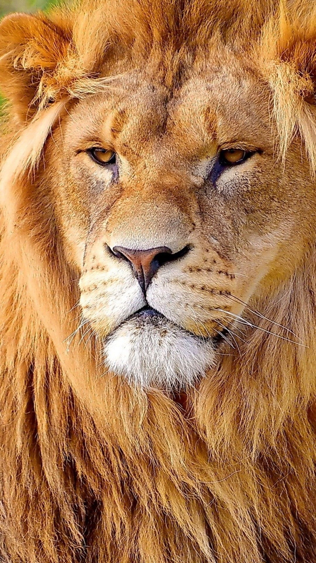 Lion Close Up Face Angry Wallpapers Wallpaper Cave