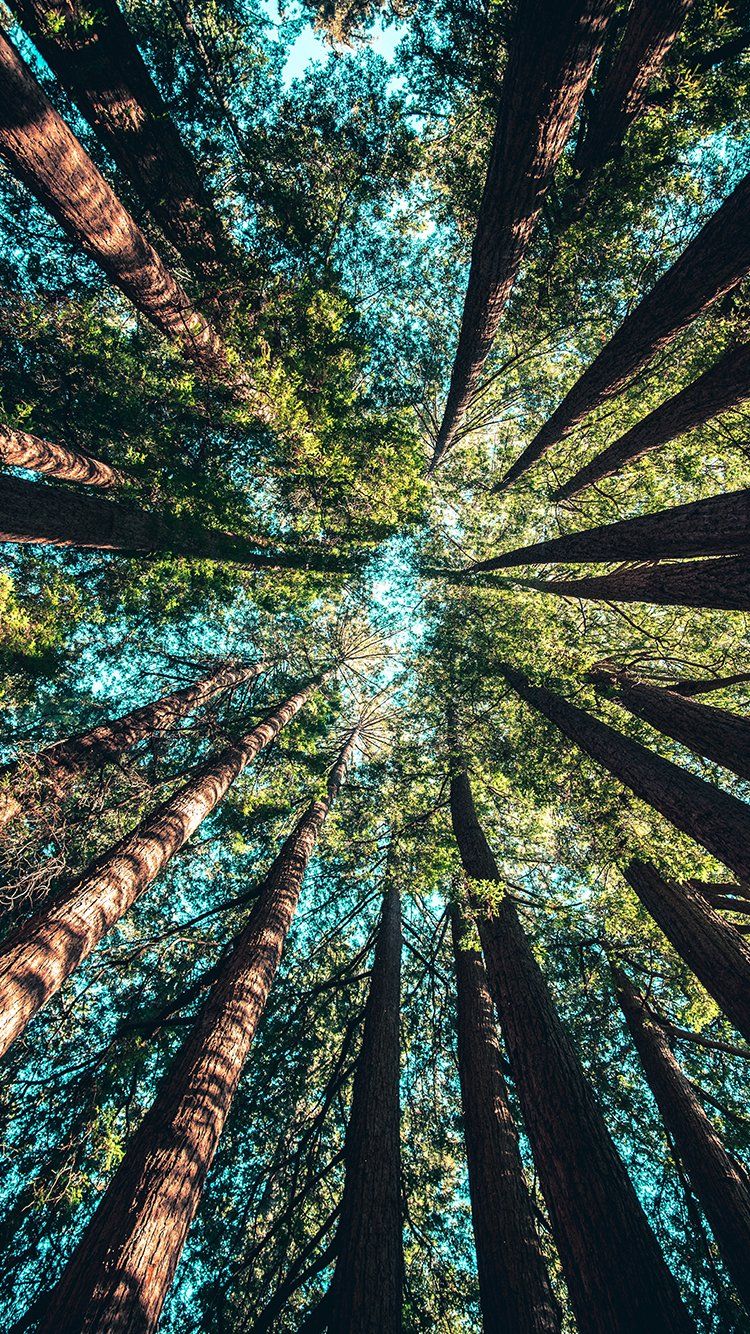 Nature Photo Phone Wallpapers Wallpaper Cave