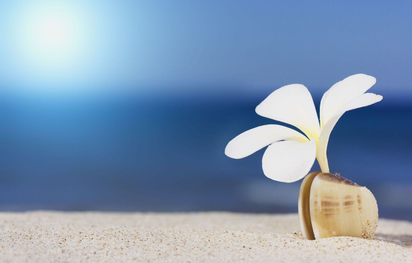 Sea Flowers Wallpapers Wallpaper Cave