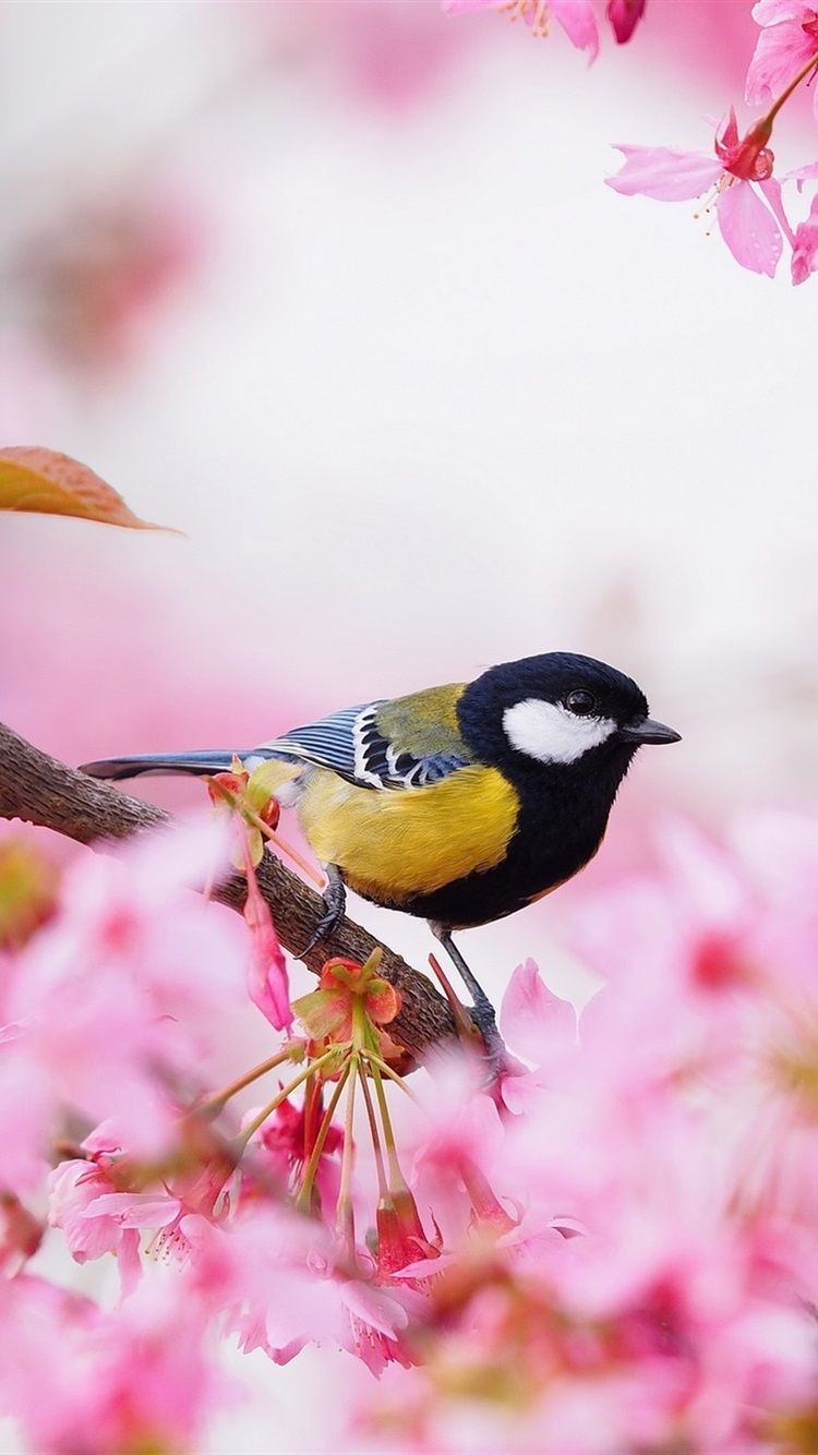 Spring Birds Flowers Wallpapers Wallpaper Cave
