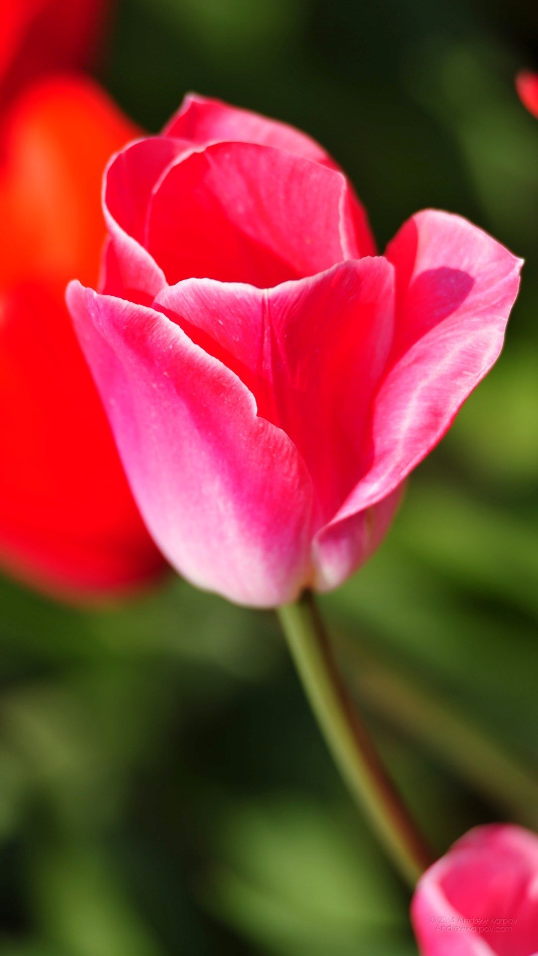 836 Flower Wallpaper Hd Full Screen Mobile My