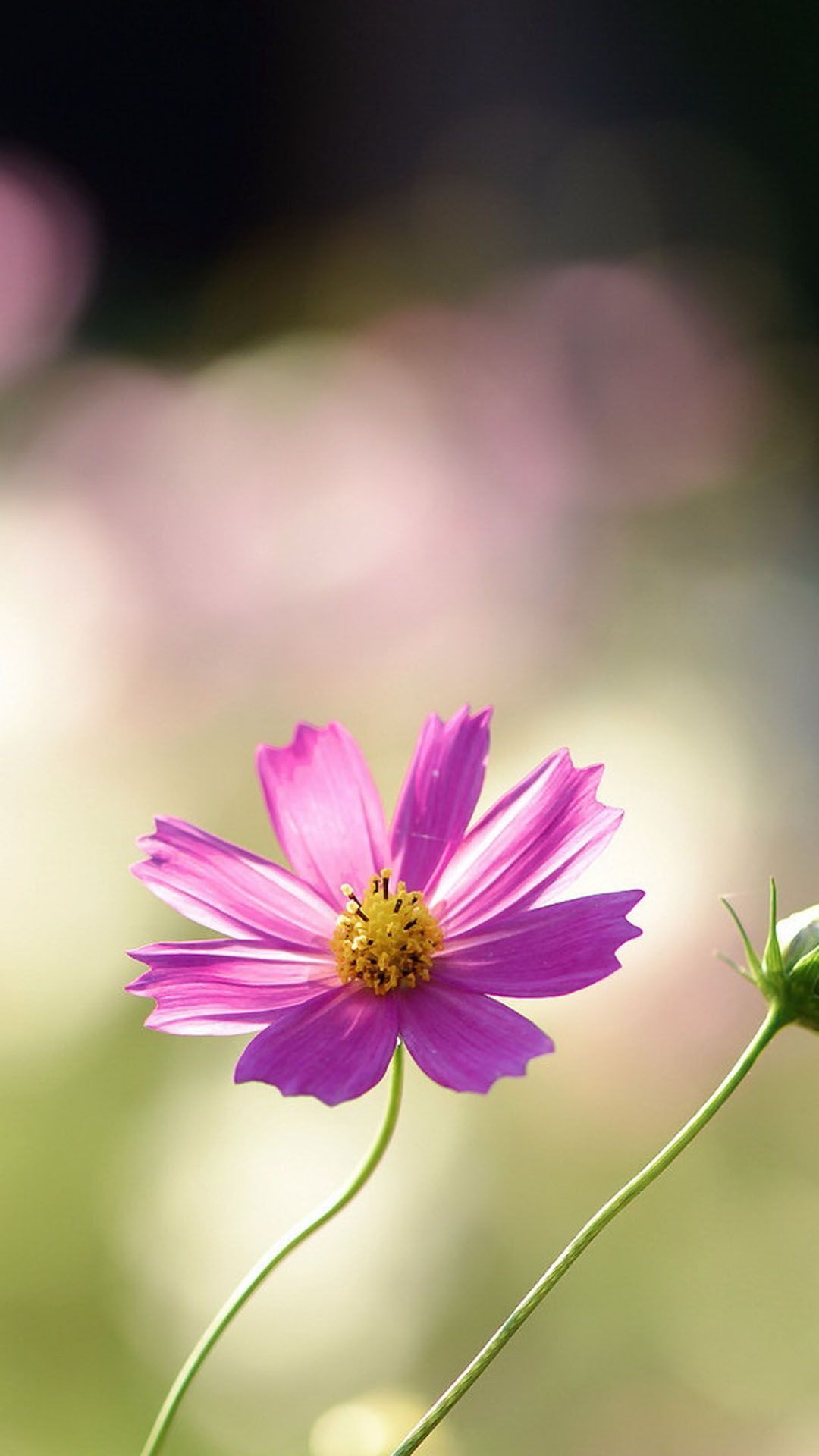 Flower Mobile Full HD Wallpapers Wallpaper Cave