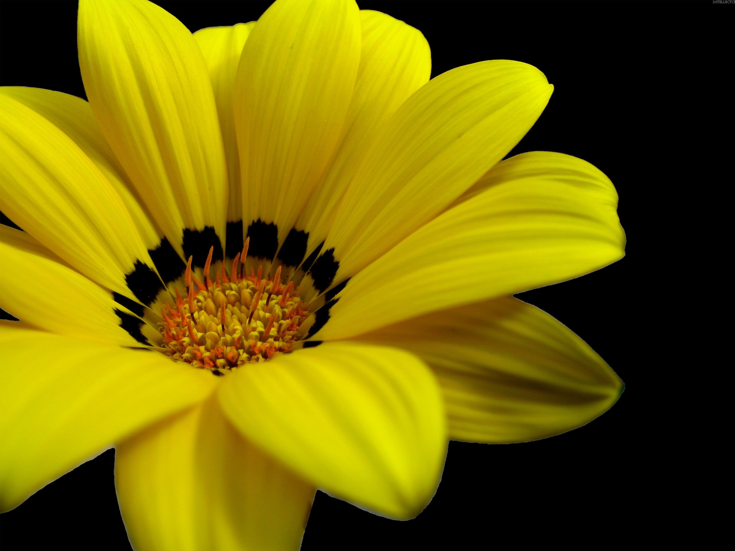 Yellow Flower HD Wallpapers Wallpaper Cave