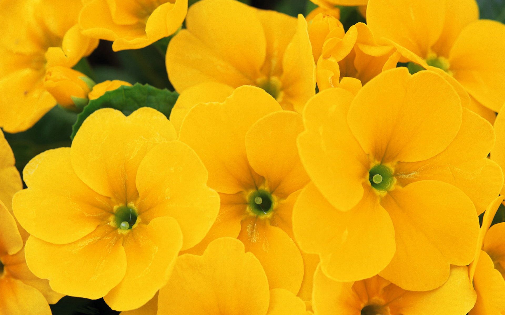 Yellow Flower HD Wallpapers Wallpaper Cave