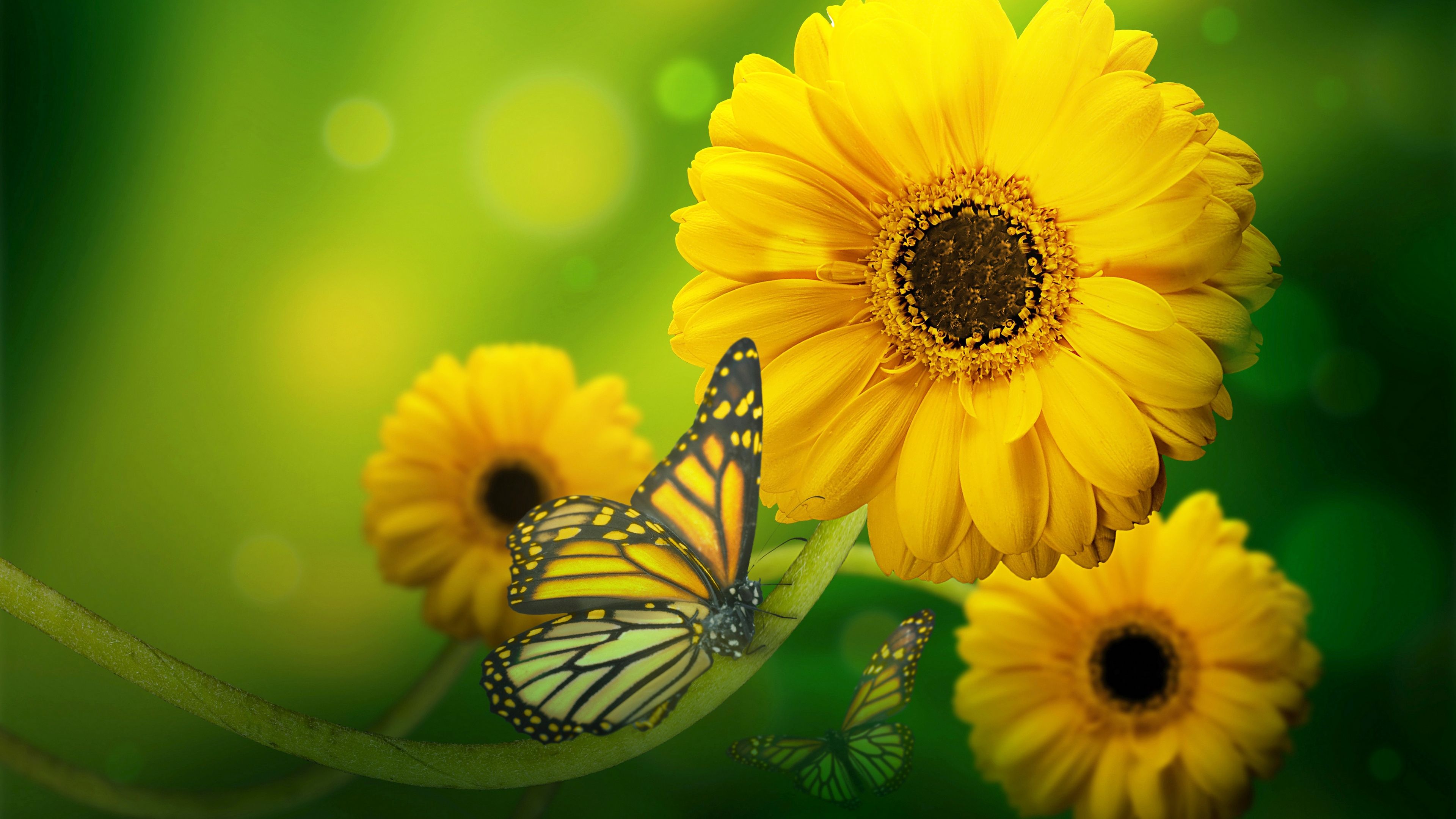 Yellow Butterfly Wallpapers Wallpaper Cave