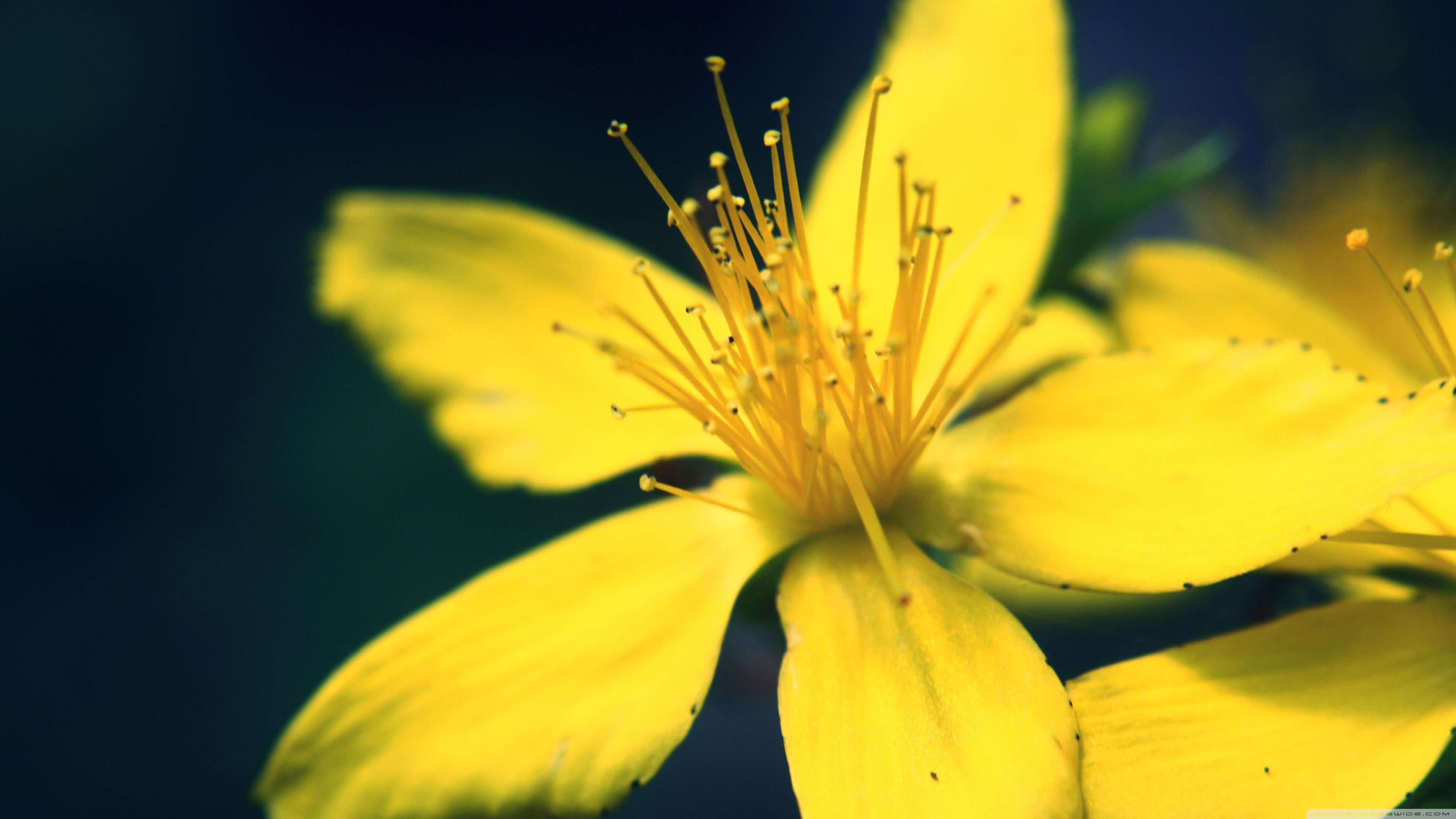 Yellow Flower HD Wallpapers Wallpaper Cave