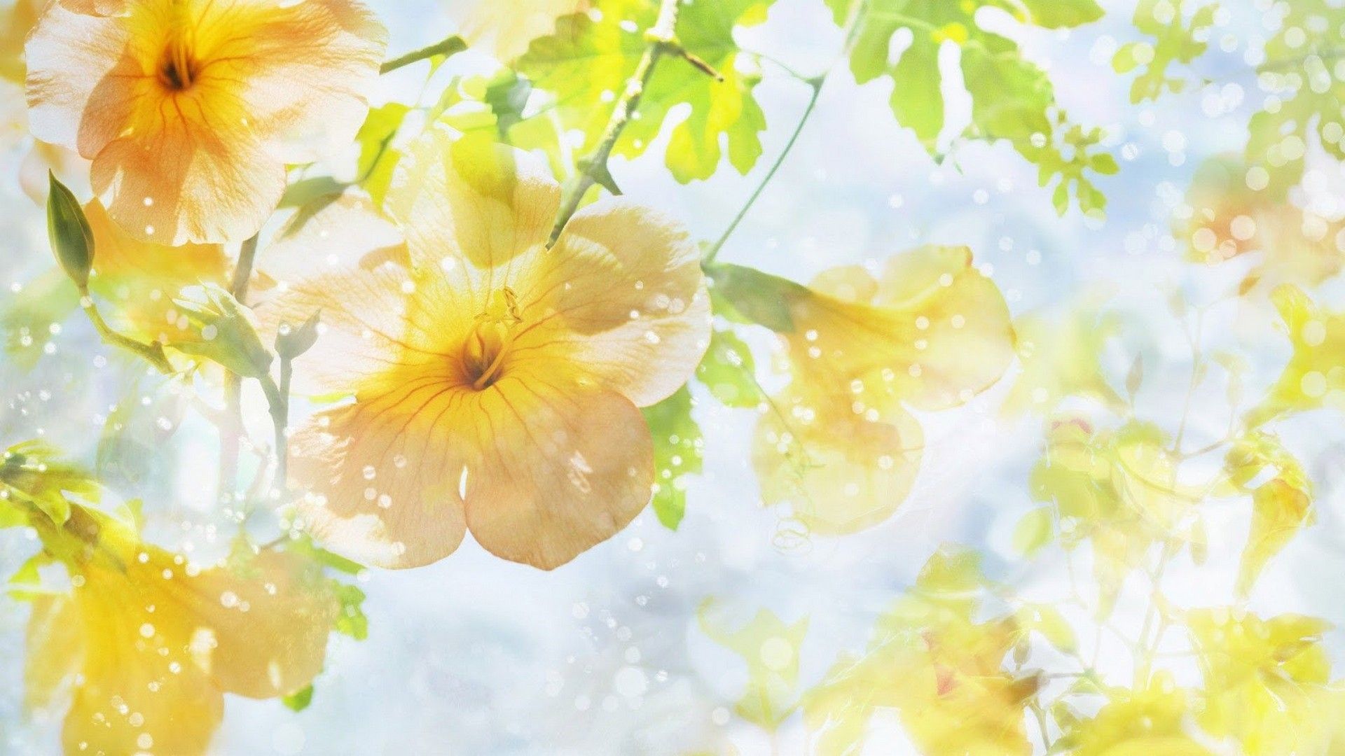 Yellow Flower HD Wallpapers Wallpaper Cave