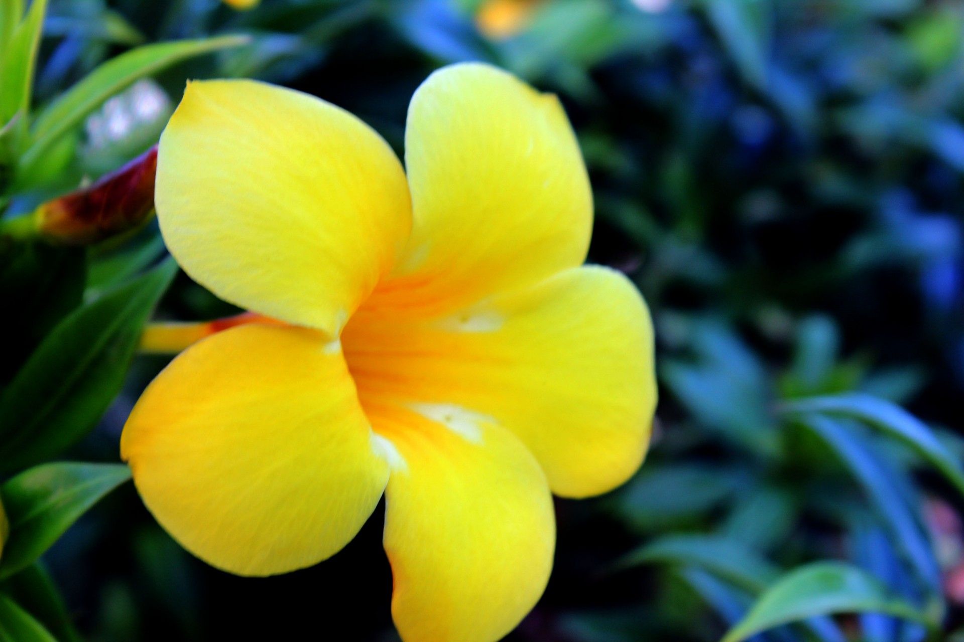 Yellow Flower HD Wallpapers Wallpaper Cave