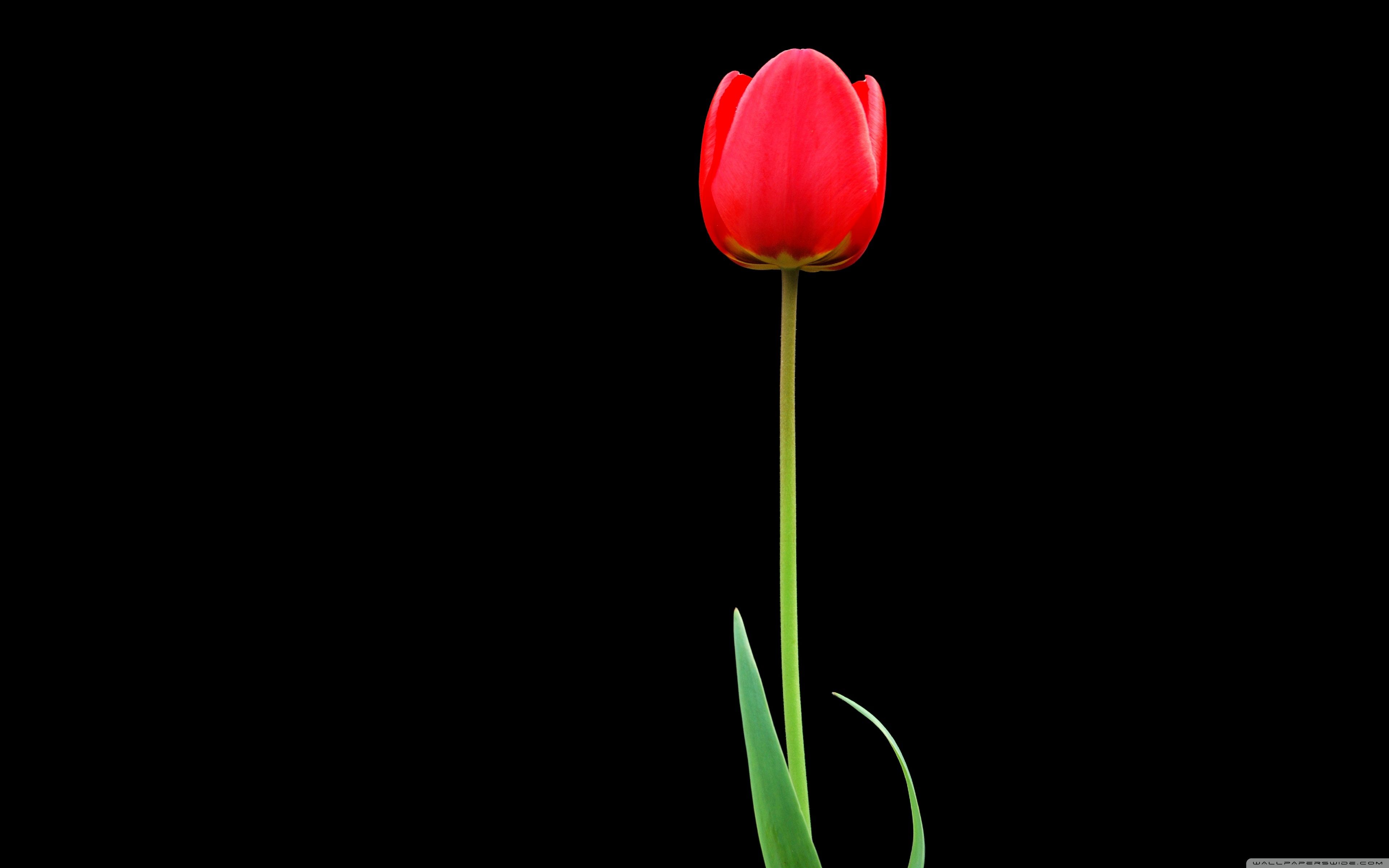 Tulip HD Wallpapers Wallpaper Cave
