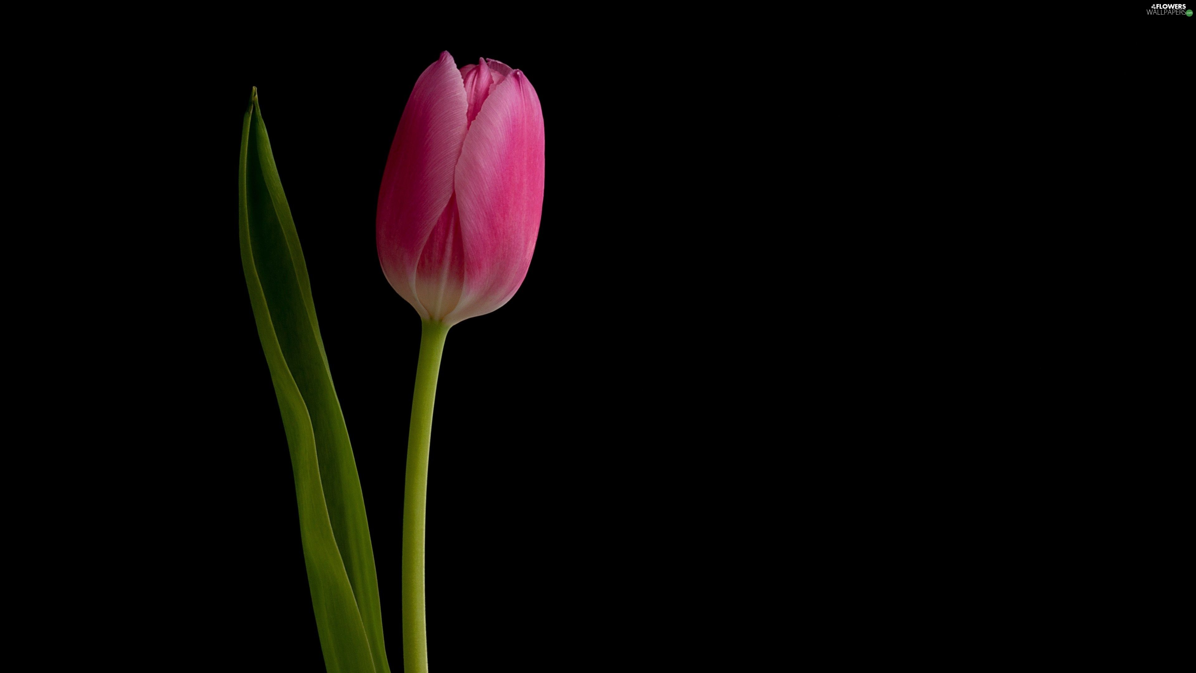 Tulip HD Wallpapers Wallpaper Cave