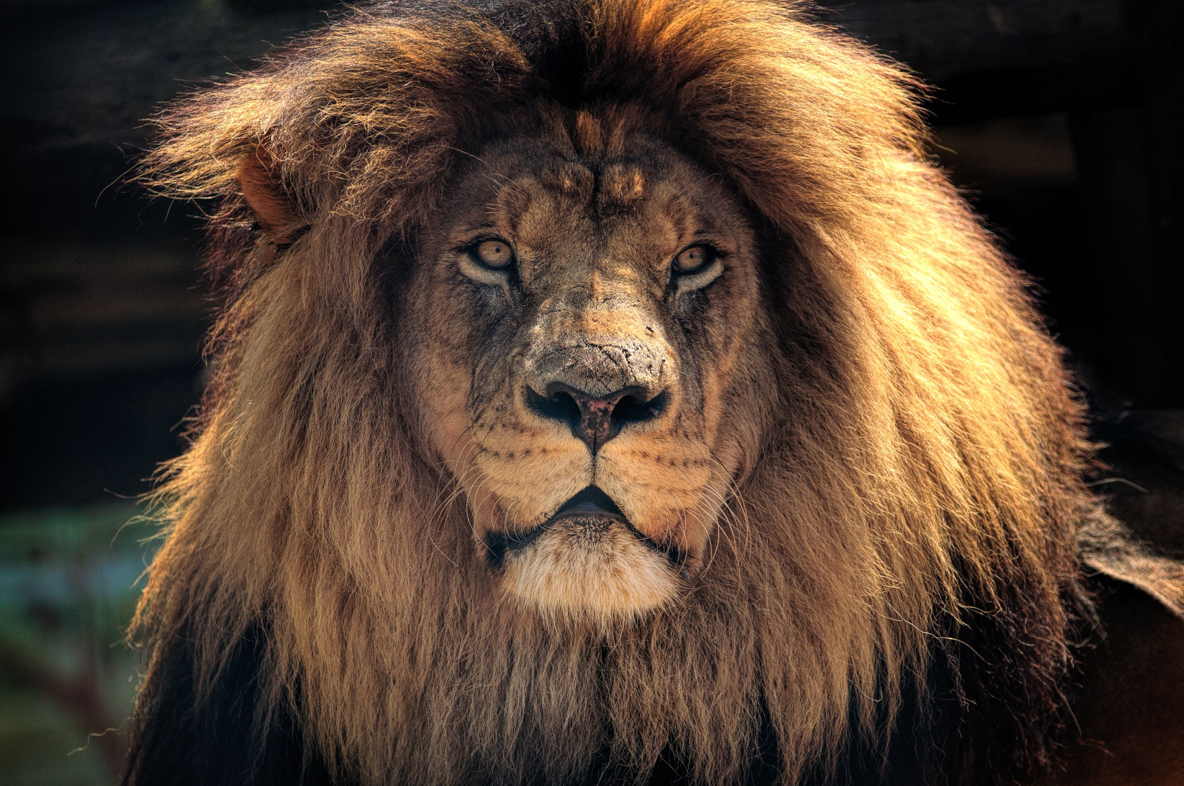 Lion Color Wallpapers Wallpaper Cave