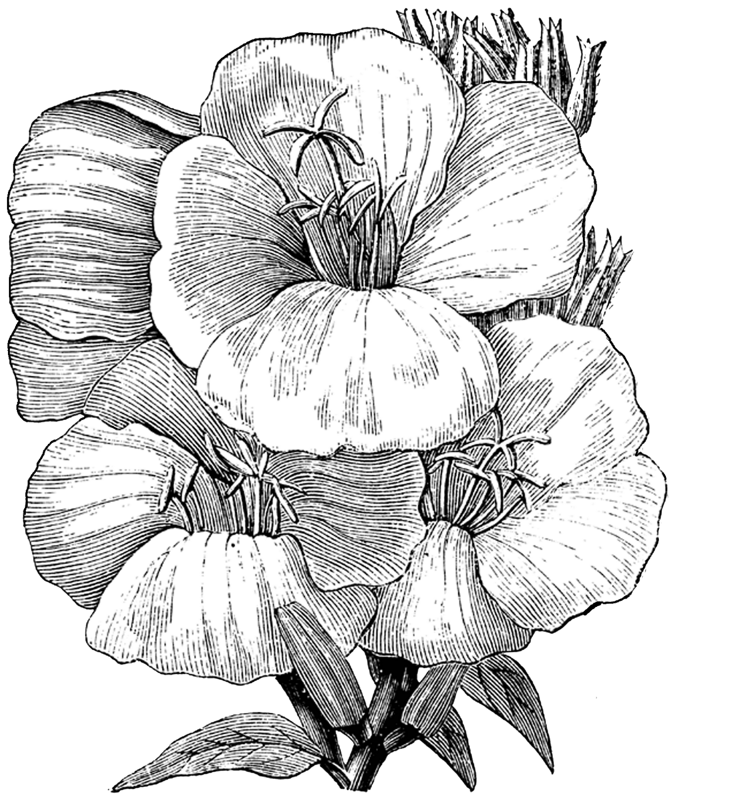 Vintage Drawing Wallpapers Wallpaper Cave