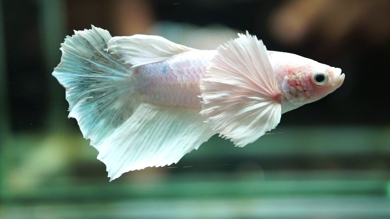 Elephant Ear Guppy Wallpapers Wallpaper Cave