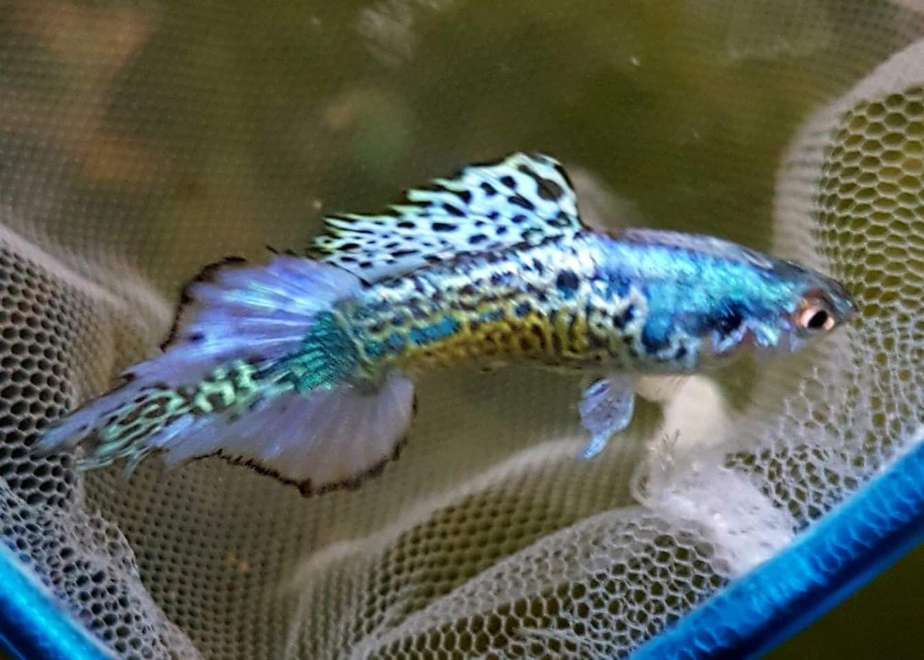 Elephant Guppy drtjmcffggh2